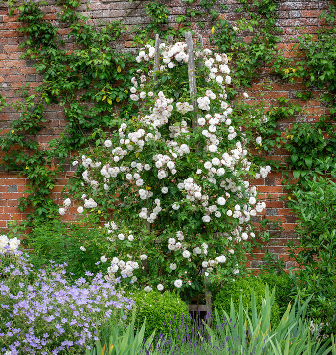 David Austin Felicite Perpetue Rambling Rose 6l
