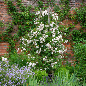 David Austin Felicite Perpetue Rambling Rose 6l
