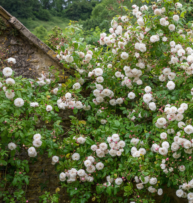 David Austin Felicite Perpetue Rambling Rose 6l