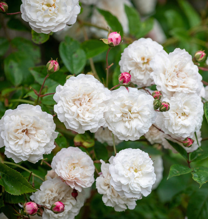 David Austin Felicite Perpetue Rambling Rose 6l