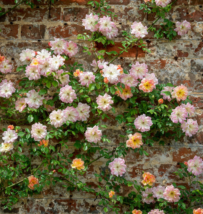 David Austin Phyllis Bide Rambling Rose 6l