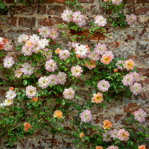 David Austin Phyllis Bide Rambling Rose 6l