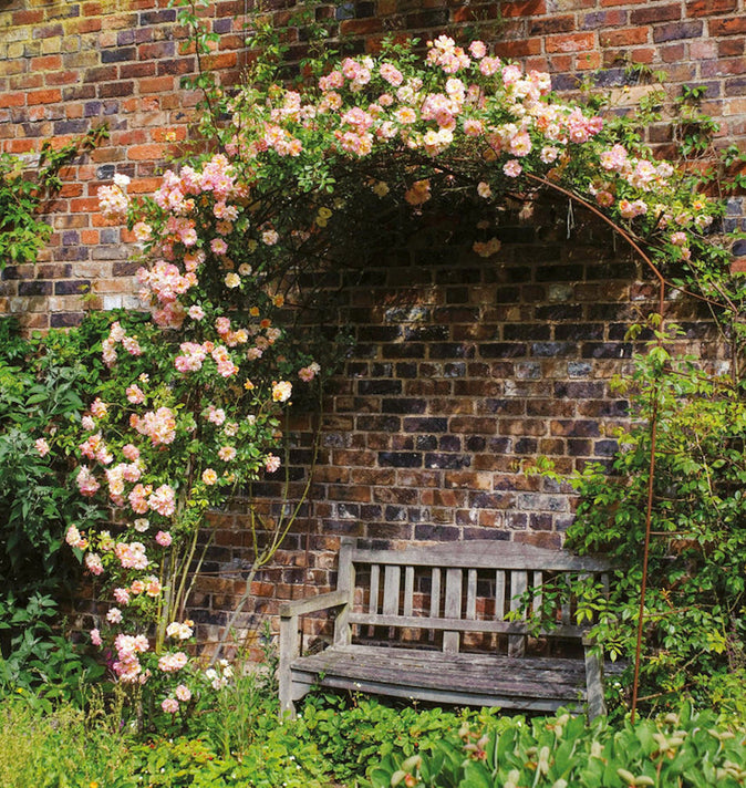 David Austin Phyllis Bide Rambling Rose 6l