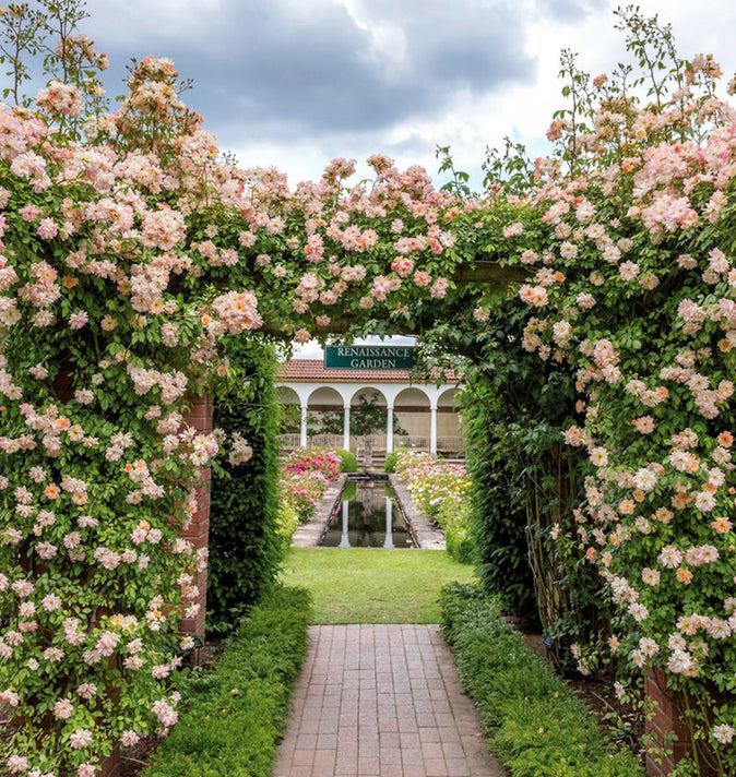 David Austin Phyllis Bide Rambling Rose 6l