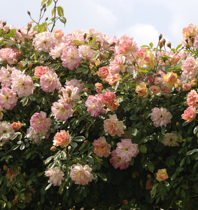 David Austin Phyllis Bide Rambling Rose 6l