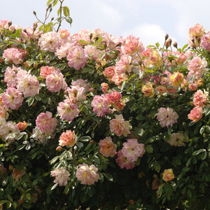 David Austin Phyllis Bide Rambling Rose 6l