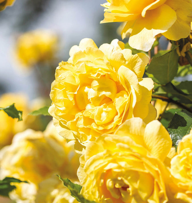 David Austin The Poet's Wife Shrub Roses 6L