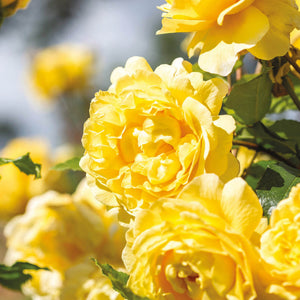 David Austin The Poet's Wife Shrub Roses 6L