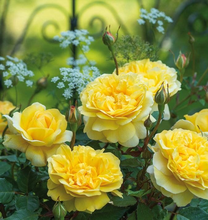 David Austin The Poet's Wife Shrub Roses 6L