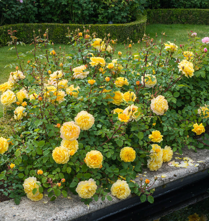 David Austin The Poet's Wife Shrub Roses 6L