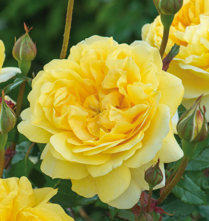 David Austin The Poet's Wife Shrub Roses 6L