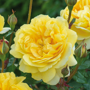 David Austin The Poet's Wife Shrub Roses 6L