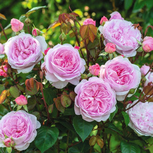 David Austin Olivia Rose Austin Shrub Rose 6L