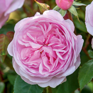 David Austin Olivia Rose Austin Shrub Rose 6L
