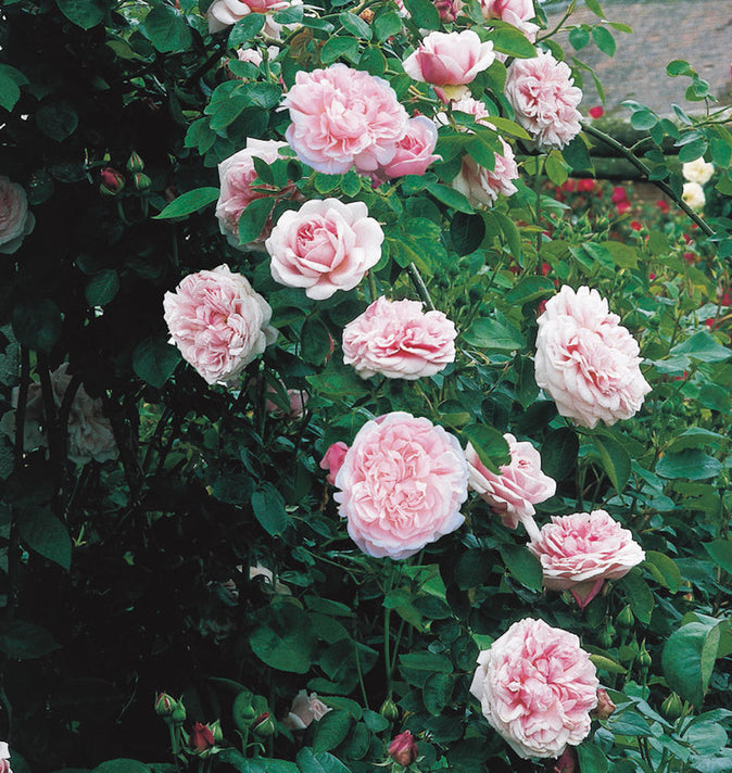 David Austin St Swithun Climbing Rose 6L