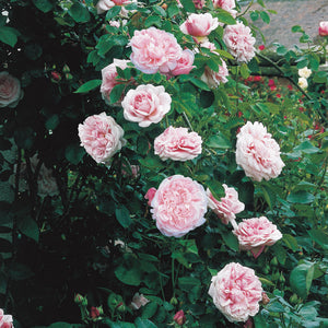 David Austin St Swithun Climbing Rose 6L