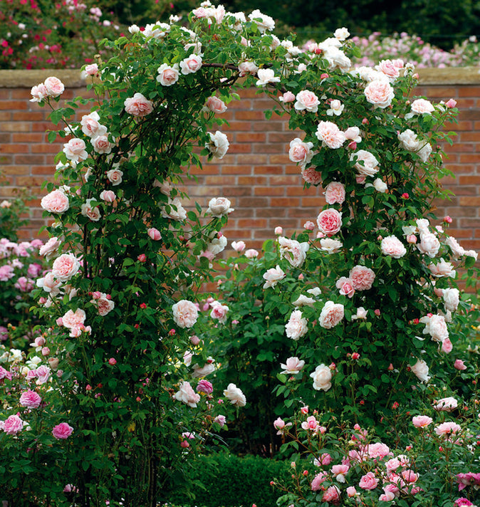 David Austin St Swithun Climbing Rose 6L