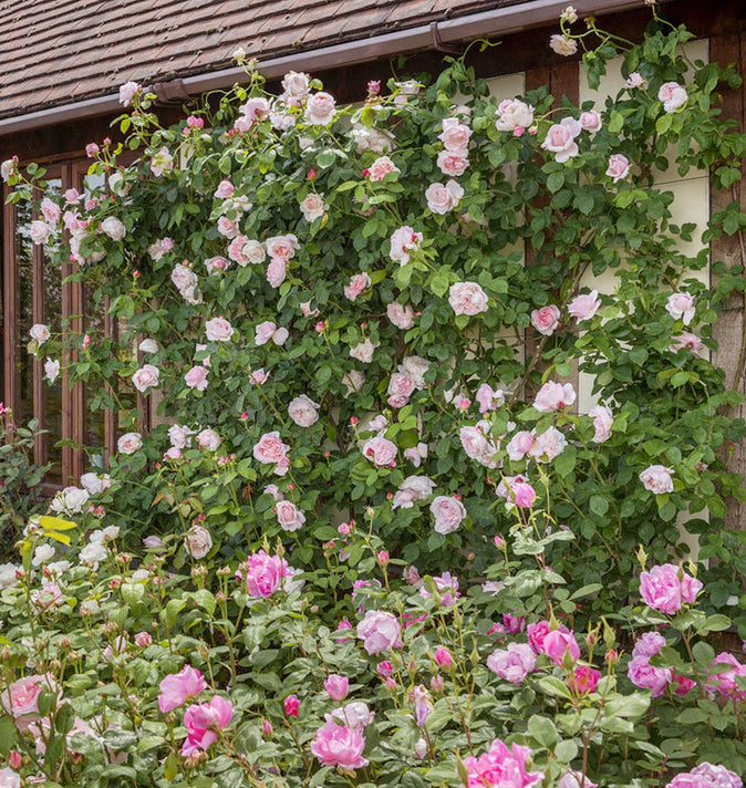 David Austin St Swithun Climbing Rose 6L