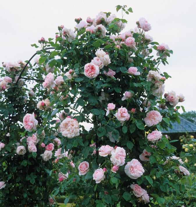 David Austin St Swithun Climbing Rose 6L