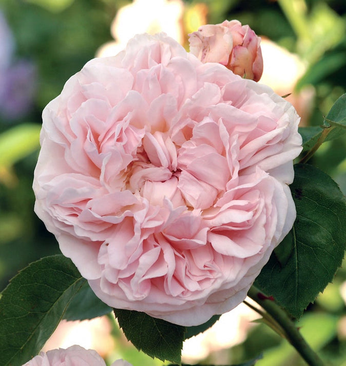 David Austin St Swithun Climbing Rose 6L