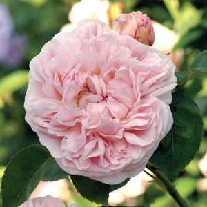 David Austin St Swithun Climbing Rose 6L