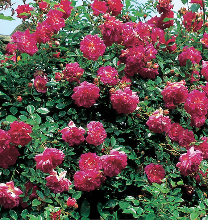 David Austin Alexander Girault Rambling Rose 6l