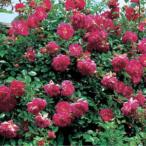 David Austin Alexander Girault Rambling Rose 6l