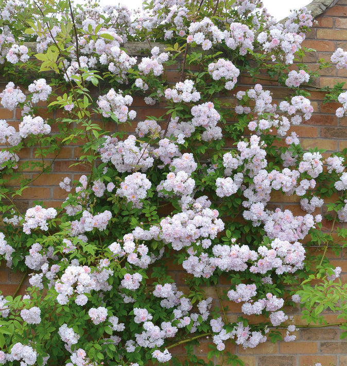 David Austin Pauls Himalayan Musk Rambling Rose 6l