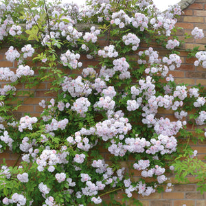 David Austin Pauls Himalayan Musk Rambling Rose 6l