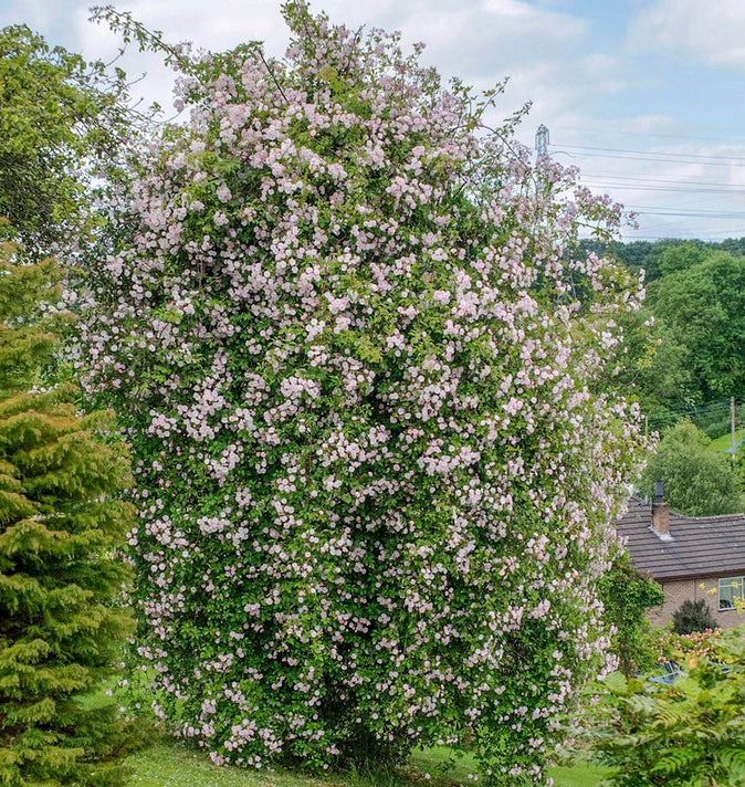 David Austin Pauls Himalayan Musk Rambling Rose 6l
