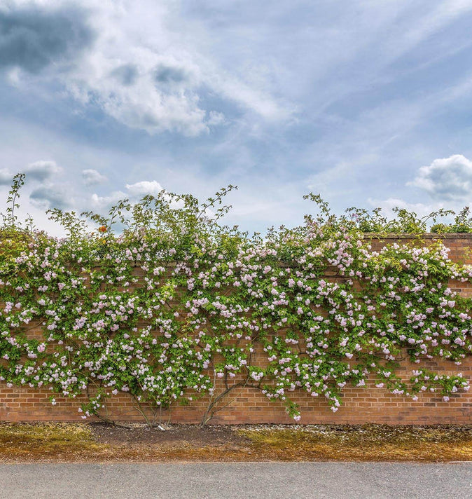 David Austin Pauls Himalayan Musk Rambling Rose 6l