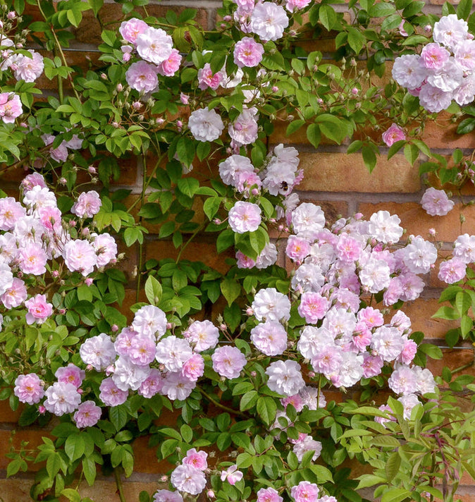 David Austin Pauls Himalayan Musk Rambling Rose 6l