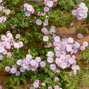 David Austin Pauls Himalayan Musk Rambling Rose 6l