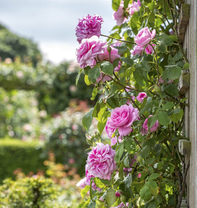 David Austin Gertrude Jekyll Climbing Rose 6L