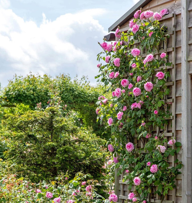 David Austin Gertrude Jekyll Climbing Rose 6L