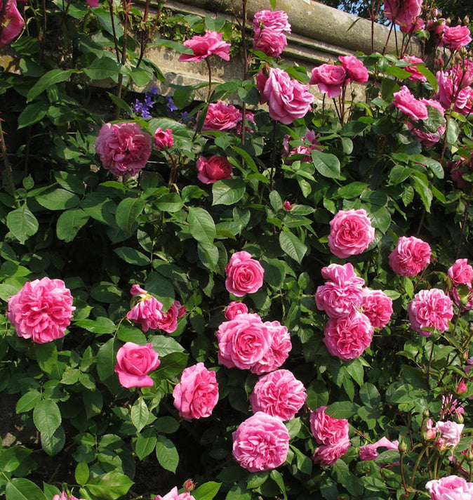 David Austin Gertrude Jekyll Climbing Rose 6L