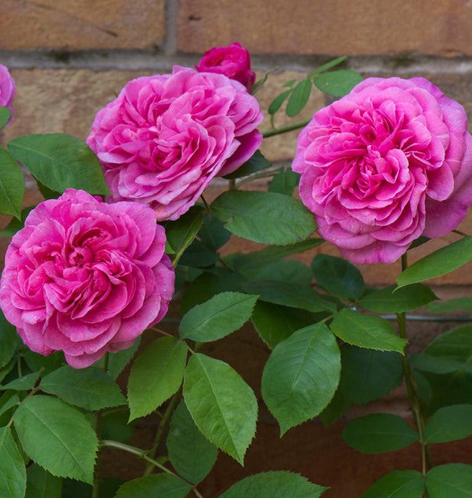 David Austin Gertrude Jekyll Climbing Rose 6L