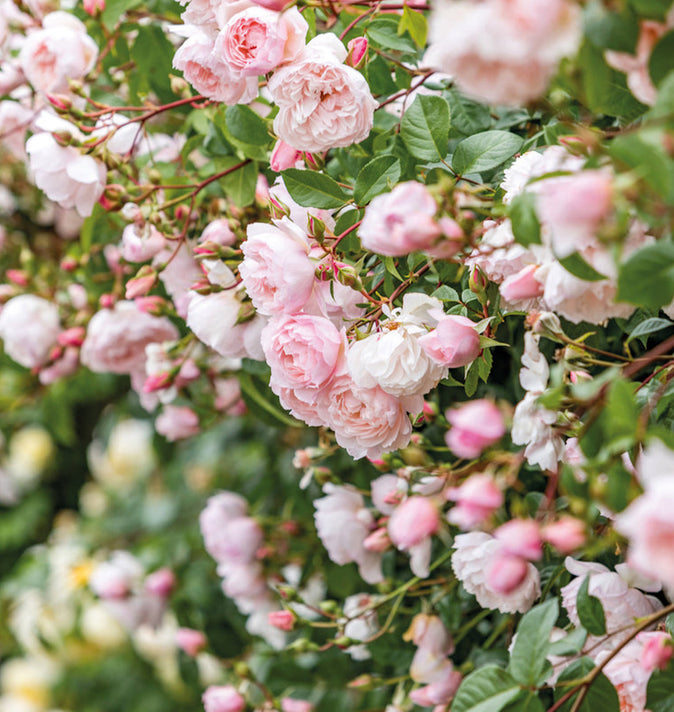 David Austin The Generous Gardener Climbing Rose 6l