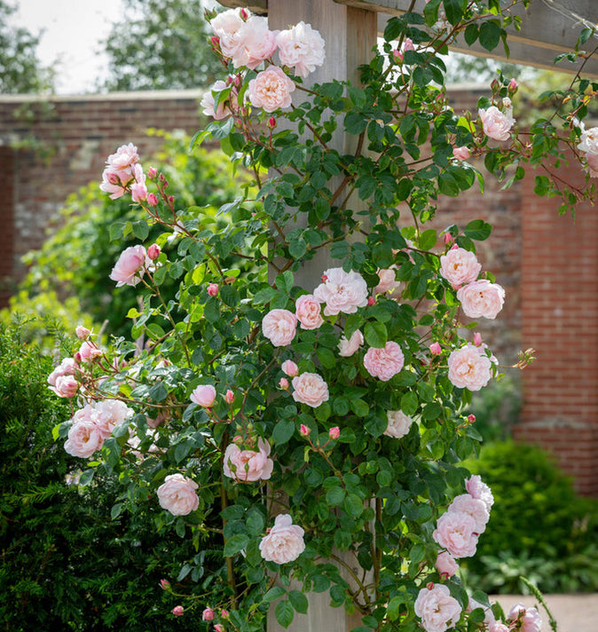 David Austin The Generous Gardener Climbing Rose 6l