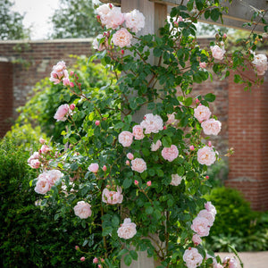 David Austin The Generous Gardener Climbing Rose 6l