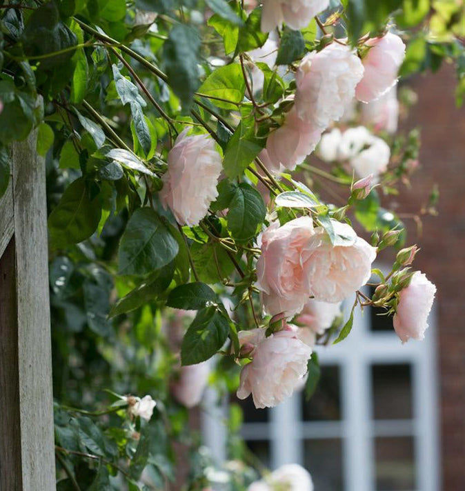 David Austin The Generous Gardener Climbing Rose 6l