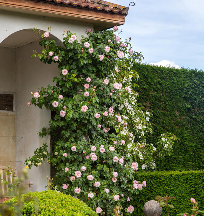 David Austin The Generous Gardener Climbing Rose 6l