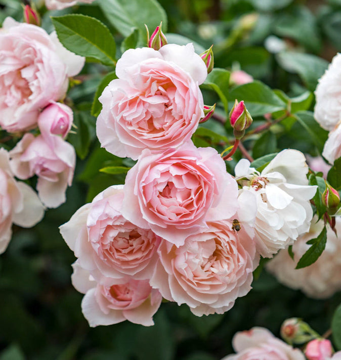 David Austin The Generous Gardener Climbing Rose 6l