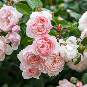 David Austin The Generous Gardener Climbing Rose 6l