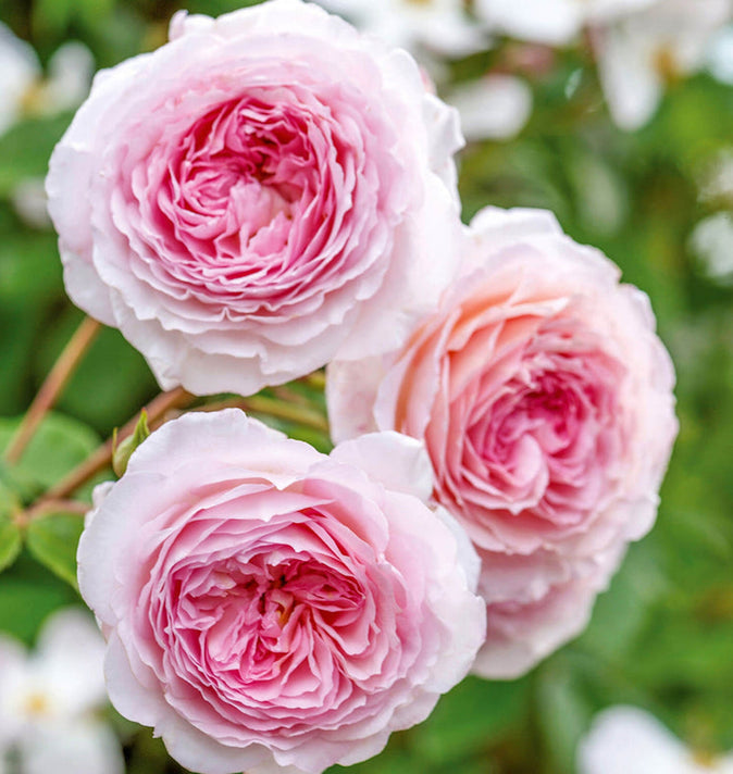 David Austin James Galway Climbing Rose 6L