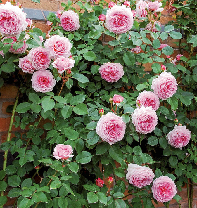 David Austin James Galway Climbing Rose 6L