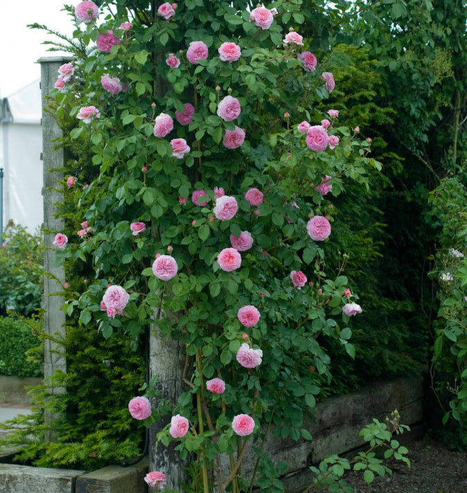 David Austin James Galway Climbing Rose 6L