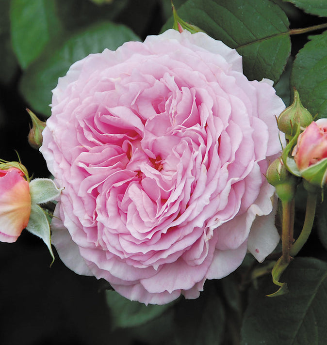 David Austin James Galway Climbing Rose 6L