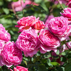 David Austin Princess Alexandra Of Kent Shrub Rose 6L