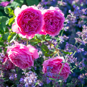 David Austin Princess Alexandra Of Kent Shrub Rose 6L